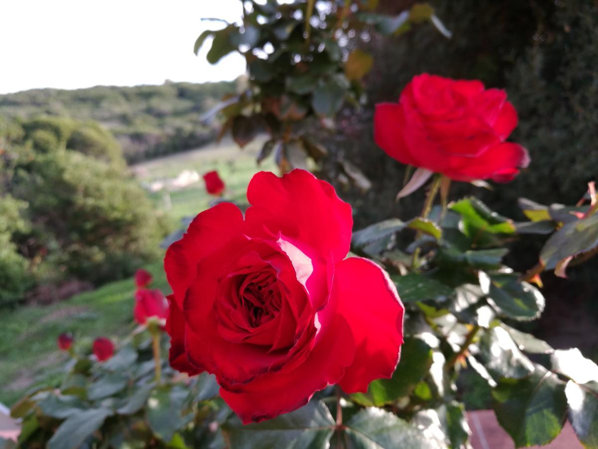 Country House Vignola Mare Aglientu Exterior foto
